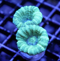 Caulastrea tumida yellowgreen