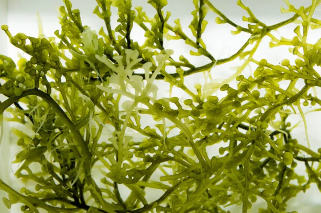 Caulerpa racemosa