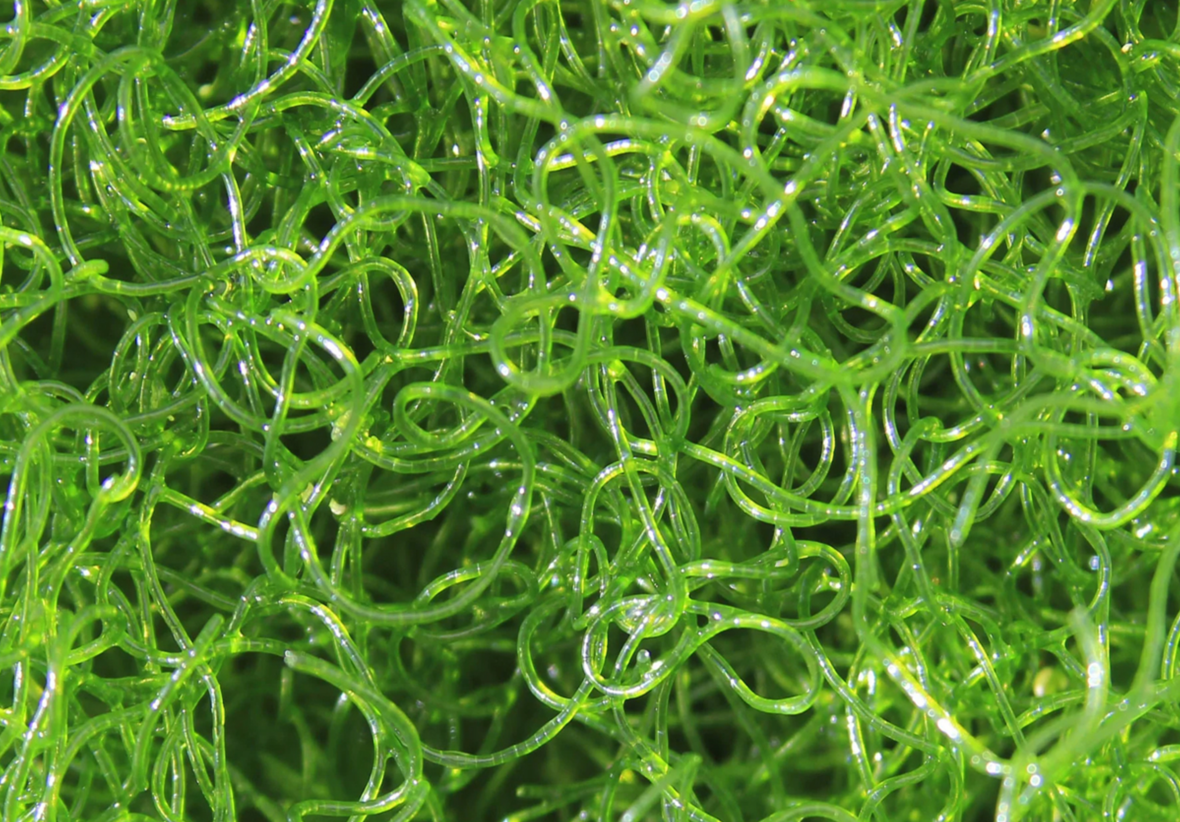Chaetomorpha sp.