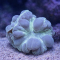 Nemenzophyllia turbida