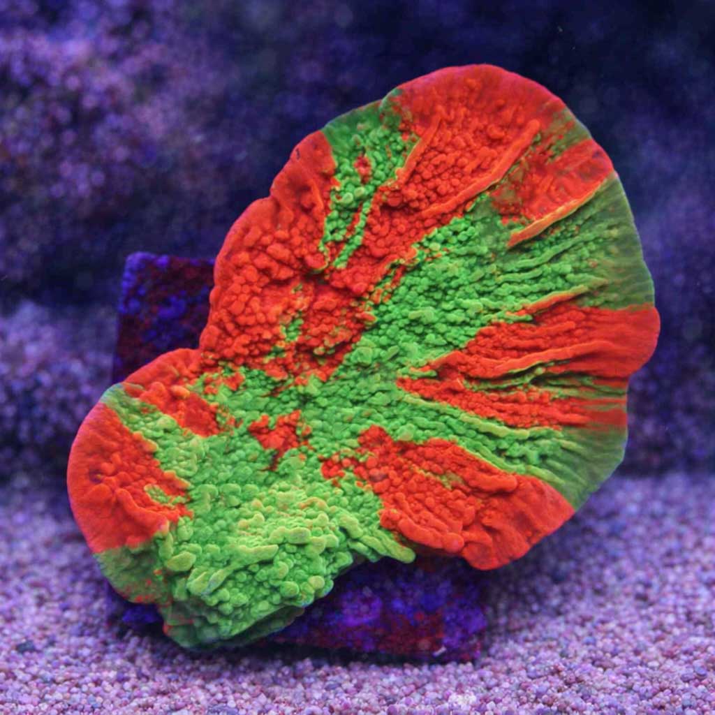 Montipora sp. grafted cap