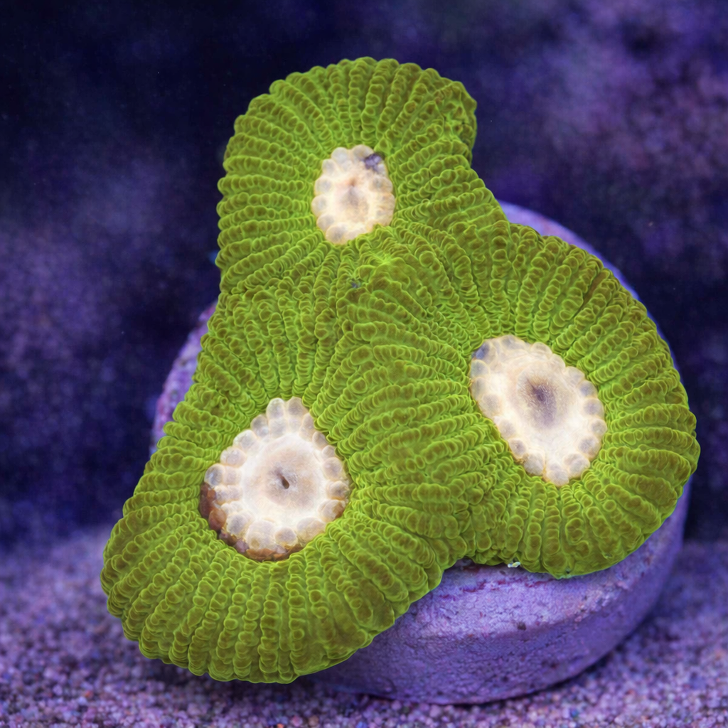 Goniastrea Alien Eye Ultra