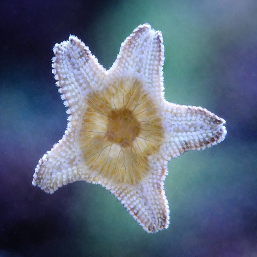 Asterina sp. Gänsefuß Seestern