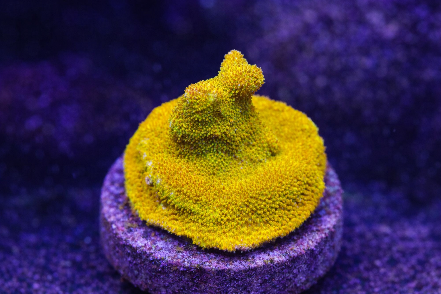 Psammocora Sun Drop