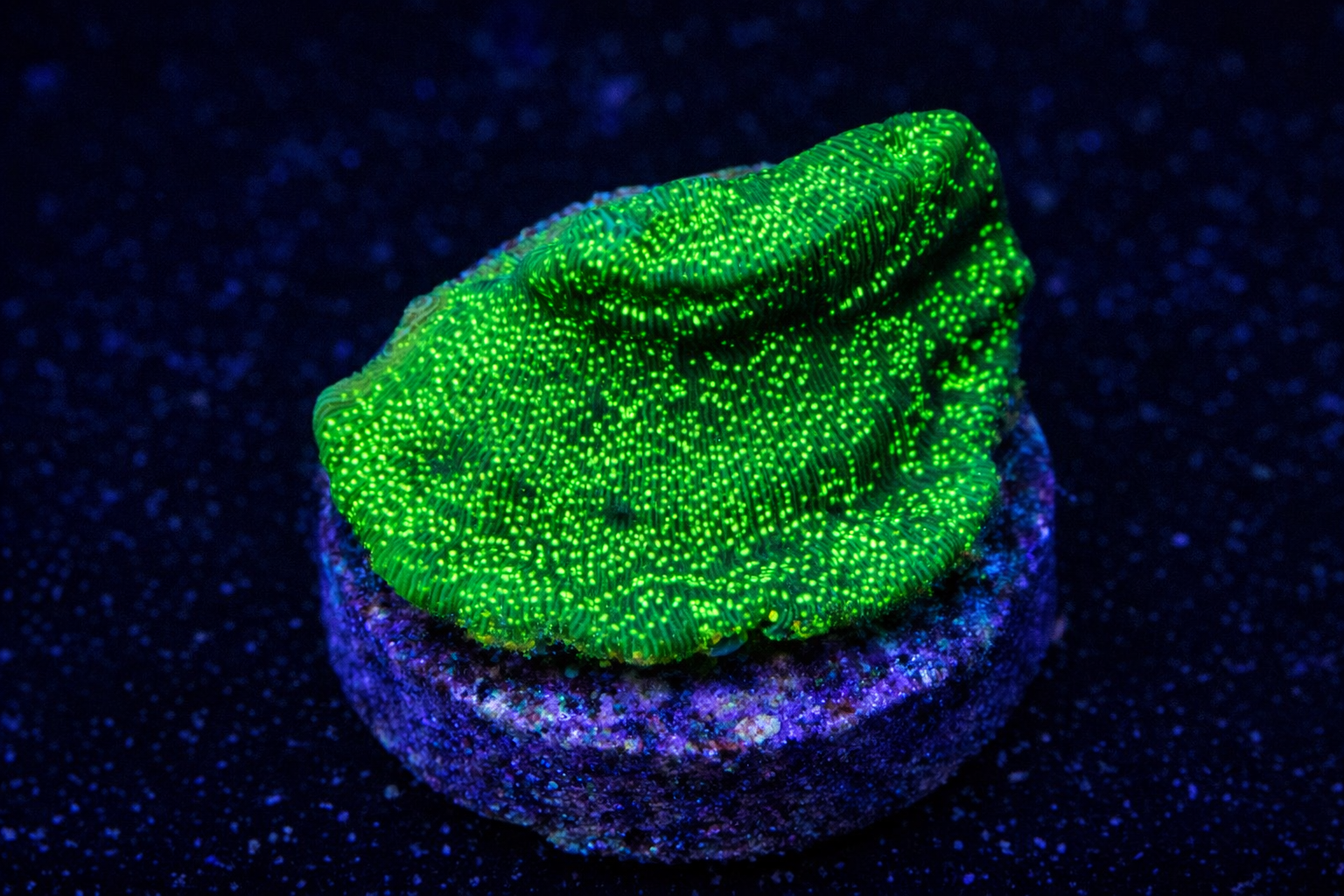 Leptoseris Green Glitter