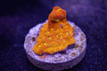 Leptoseris sp. Jack O'Lantern