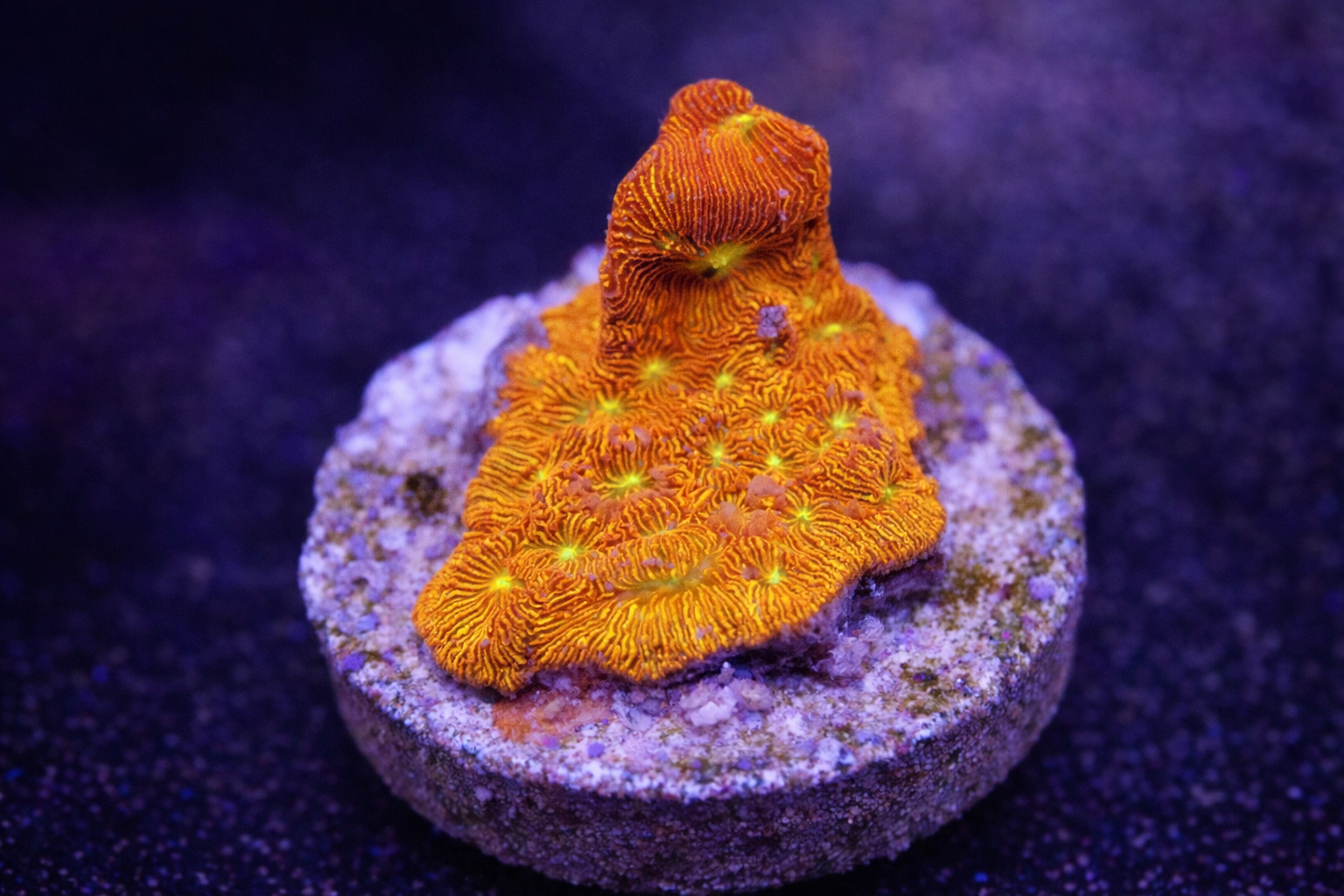Leptoseris sp. Jack O'Lantern