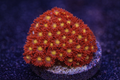 Goniopora sp. Flash