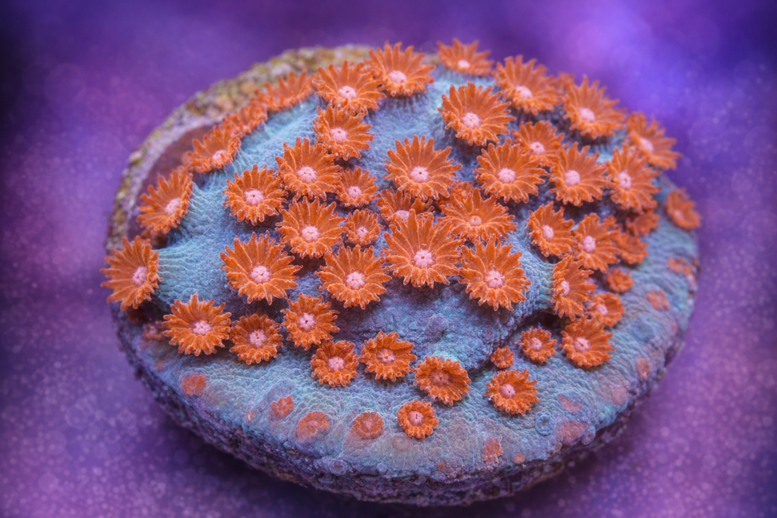 Cyphastrea sp. Meteor Shower