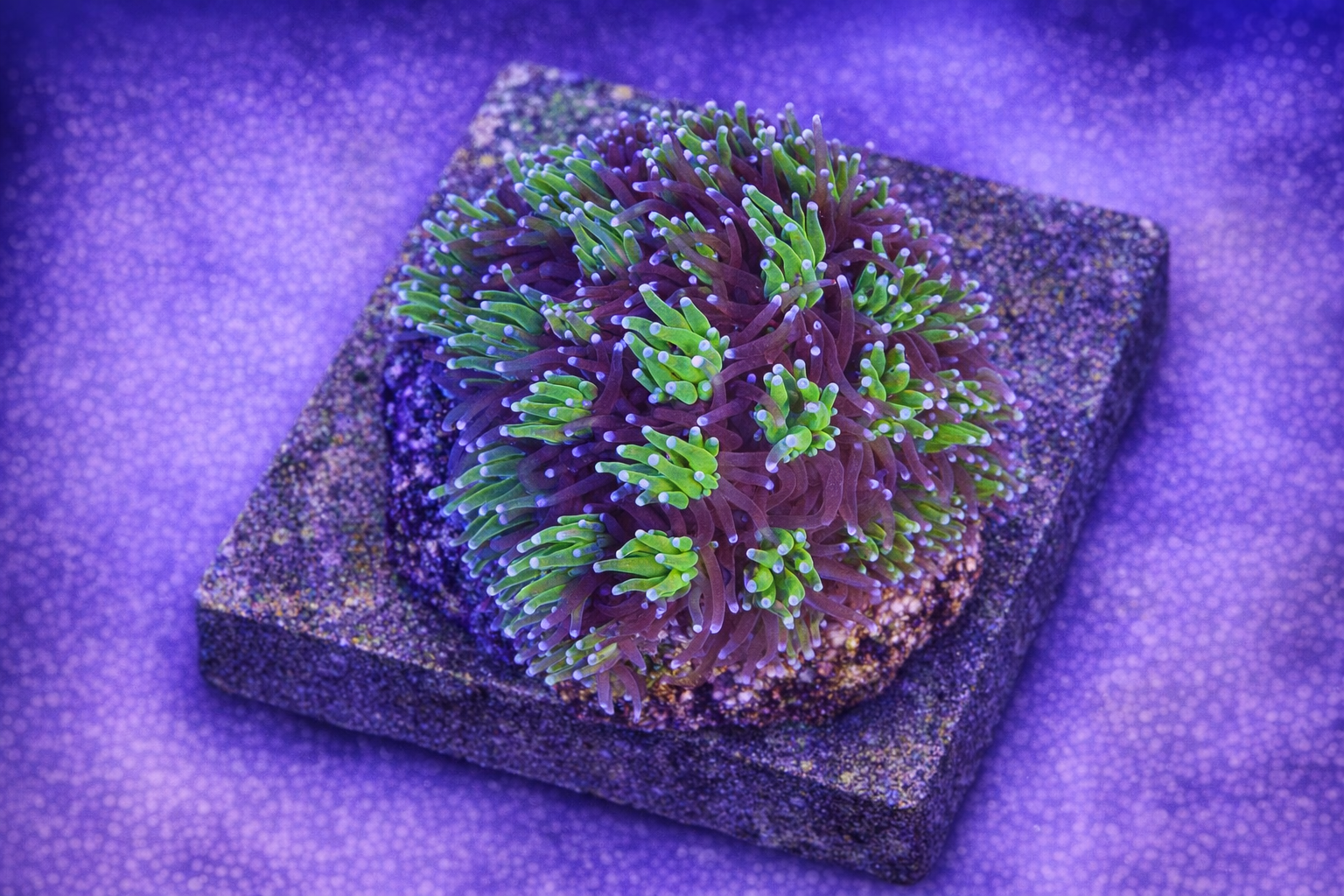 Galaxea sp. Bicolor