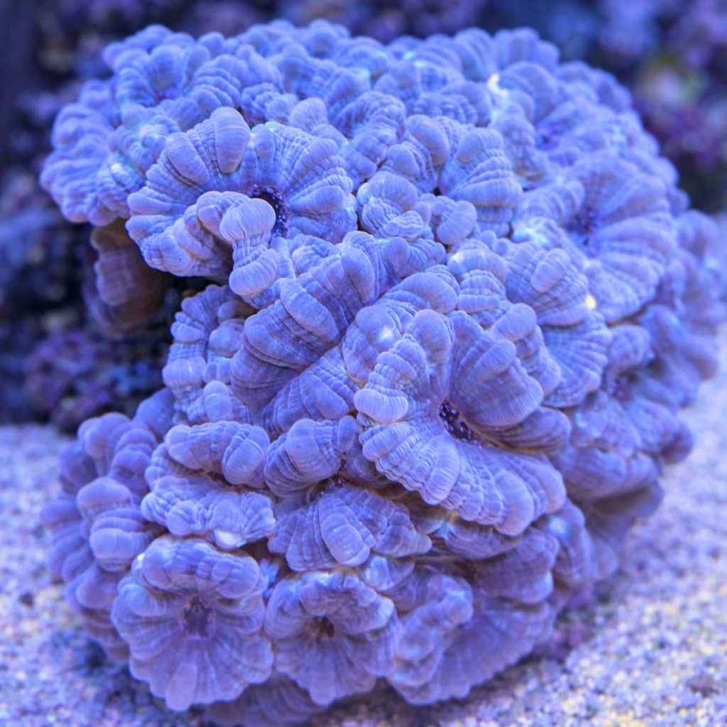 Caulastraea furcata silber