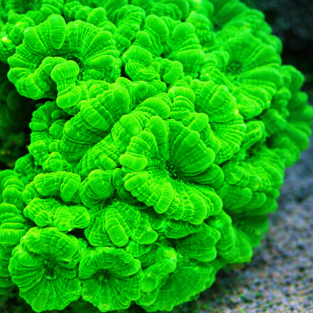 Caulastrea curvata neon-green ULTRA
