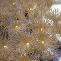 Terrazoanthus sp.