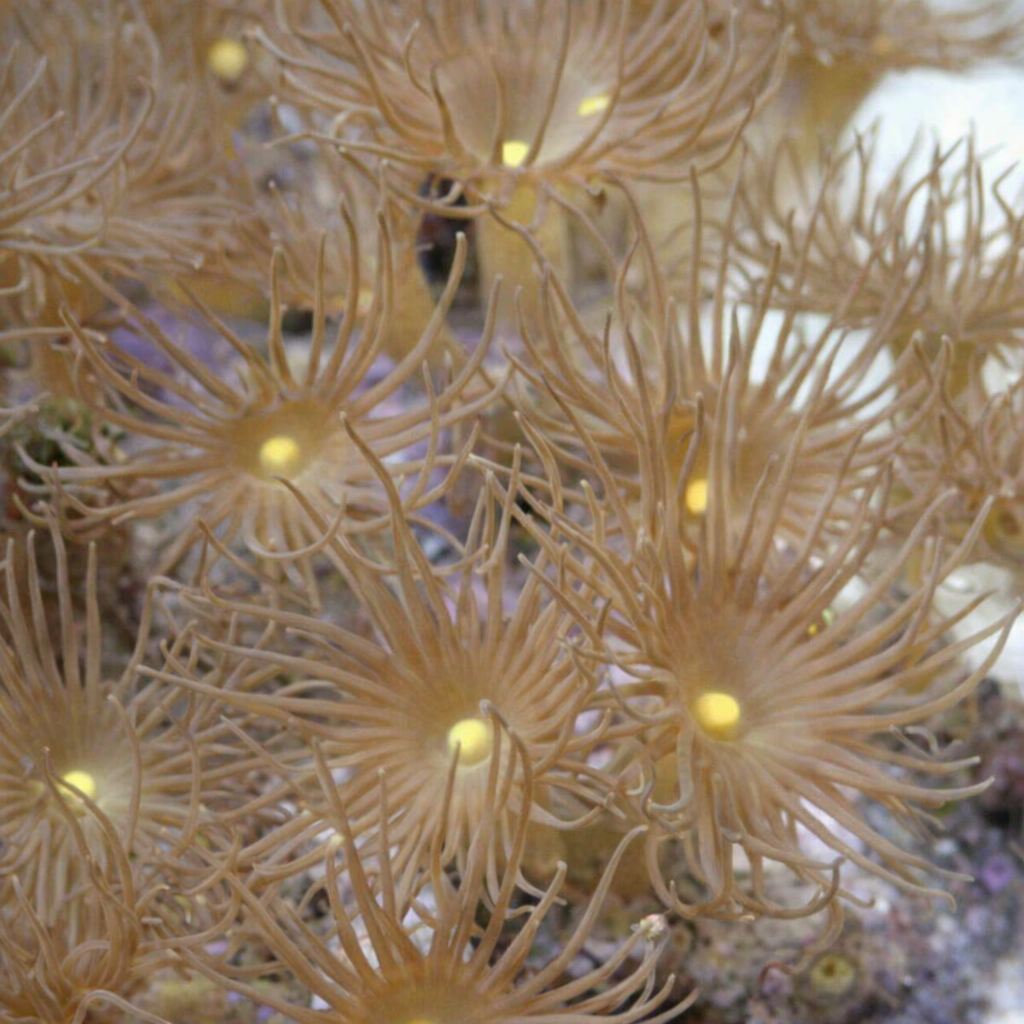 Terrazoanthus sp.