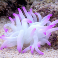 Condylactis gigantea - Karibische Goldrose