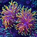 Euphyllia glabrescens Dragon Soul