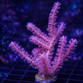 Pinnigorgia sp.