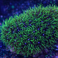 Briareum sp. green