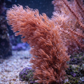 Eunicea sp.