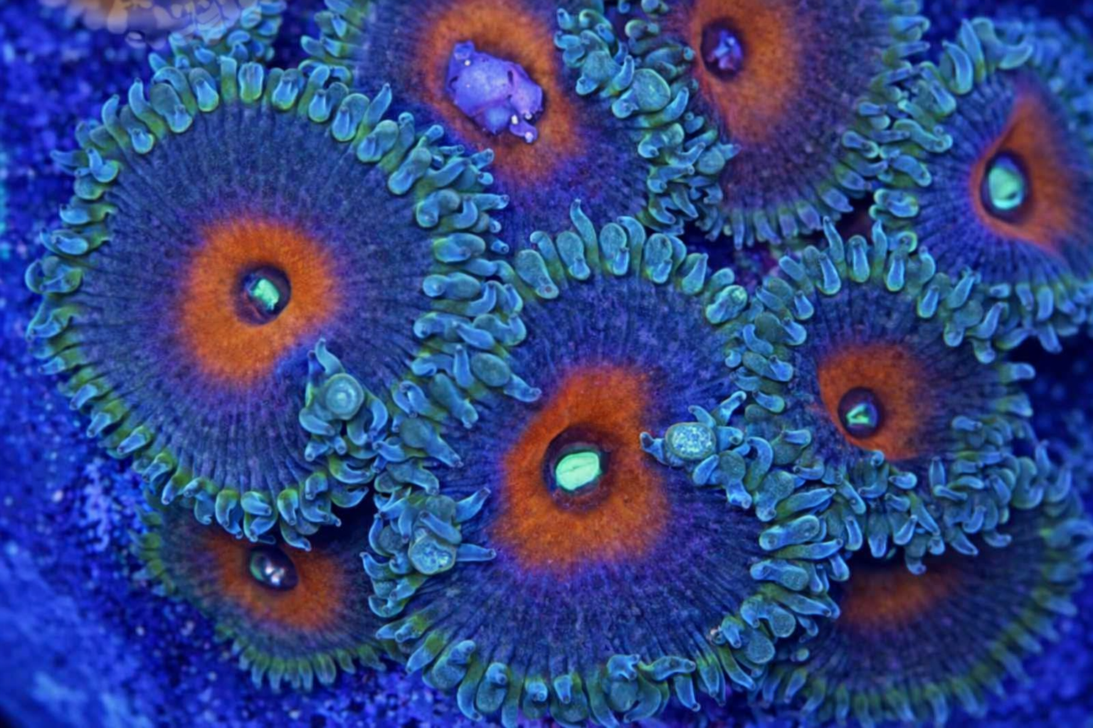 Palythoa sp. Captain America