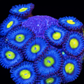 Zoanthus sp.  AOI