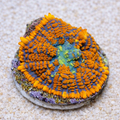 Rhodactis sp. Superman