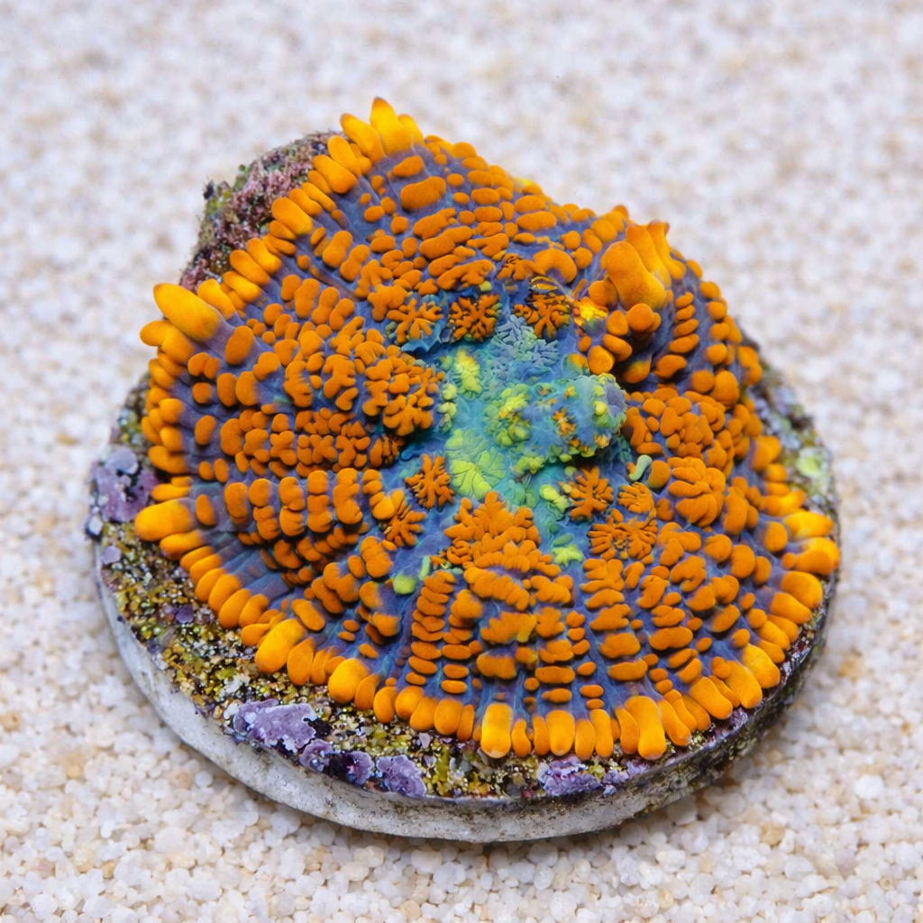 Rhodactis sp. Superman