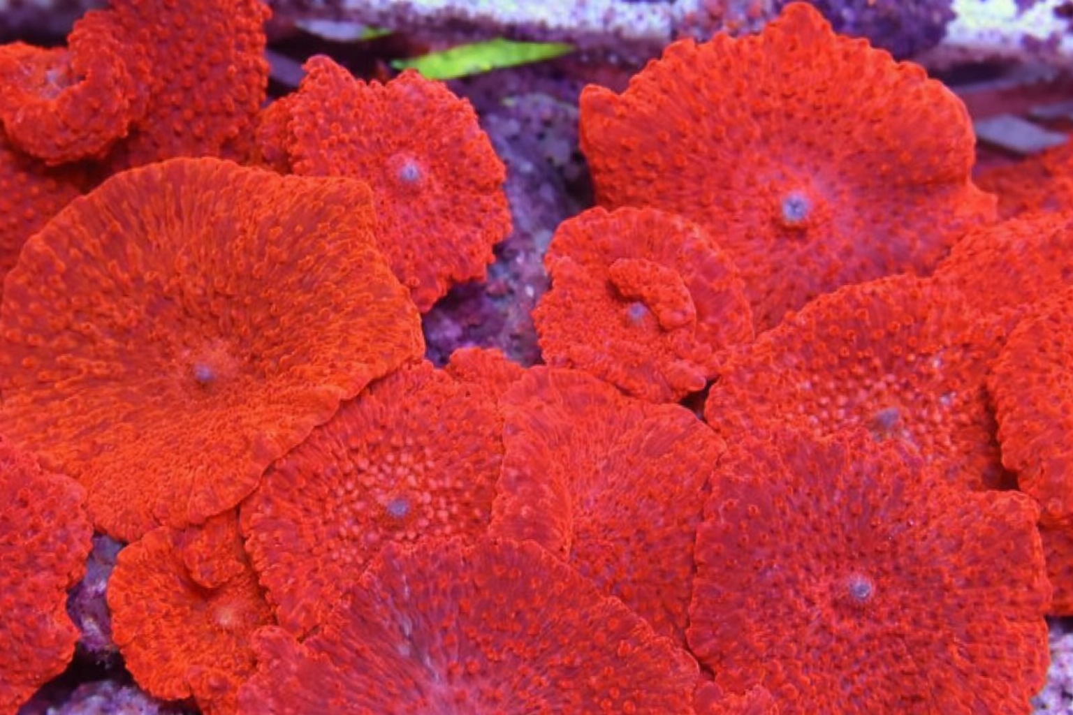 Discosoma ultra red