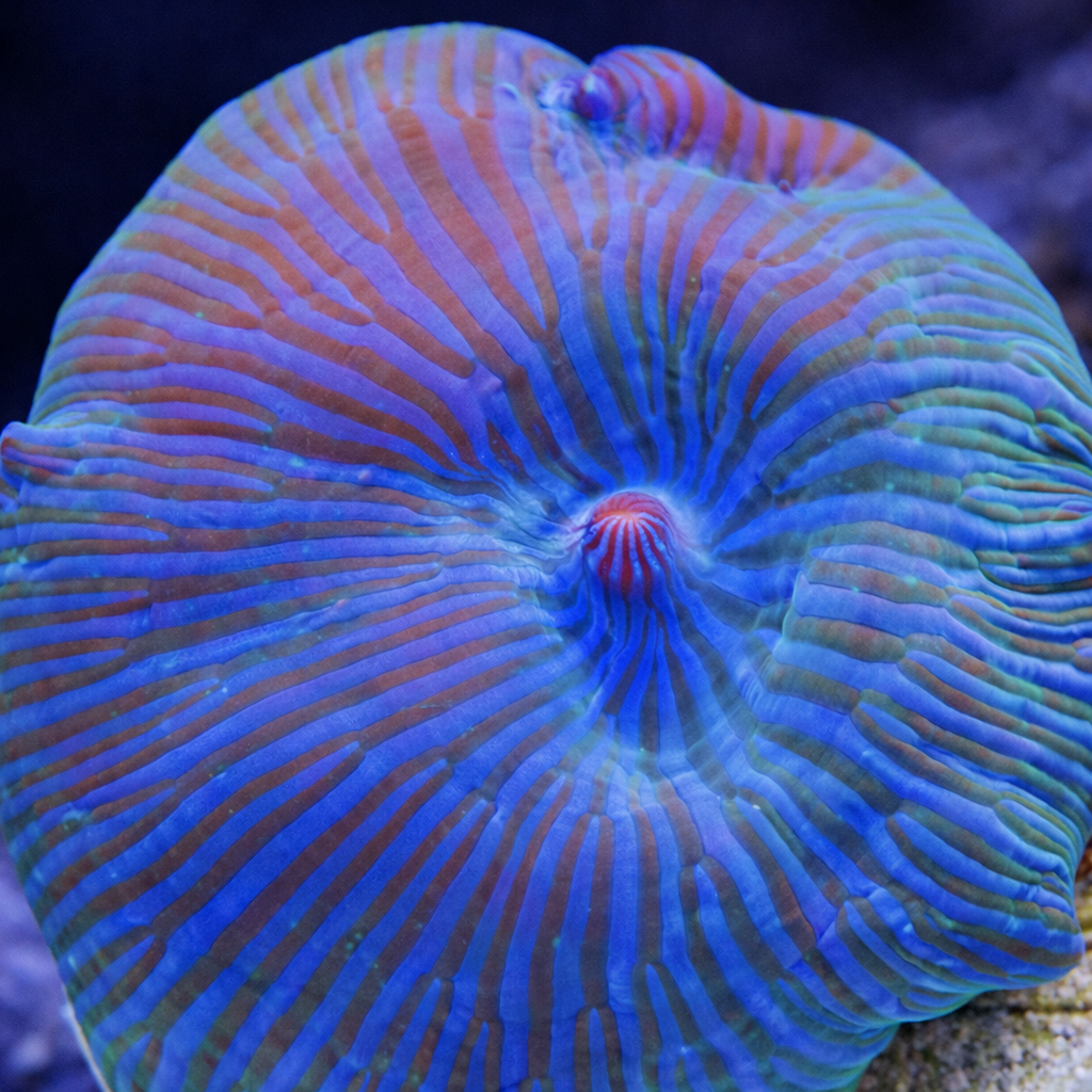 Discosoma Mamor blue