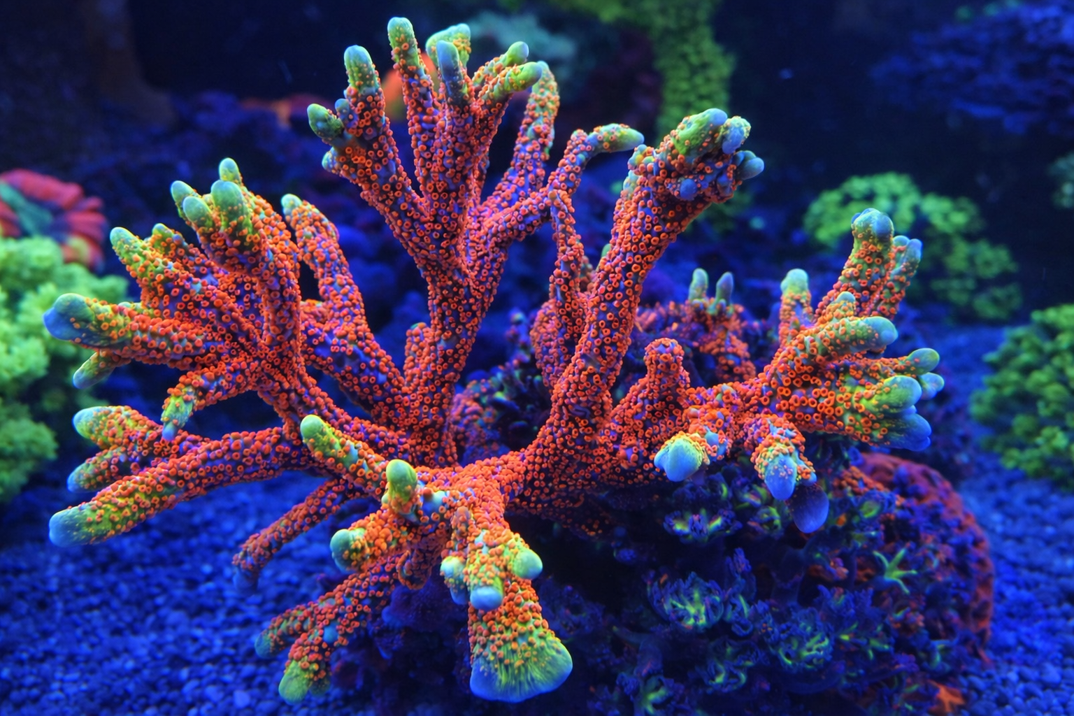 Montipora saramensis Bubblegum
