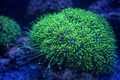 Galaxea sp. green
