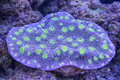 Echinopora lamellosa Hollywood Stunner