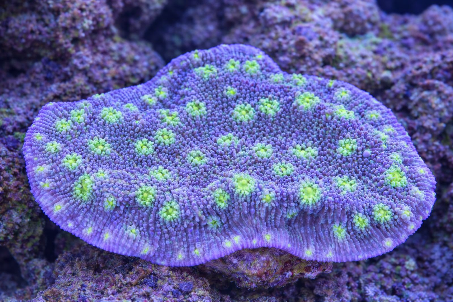 Echinopora lamellosa Hollywood Stunner