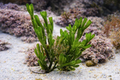 Codium fragile