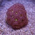Blastomussa merletti Green Eye