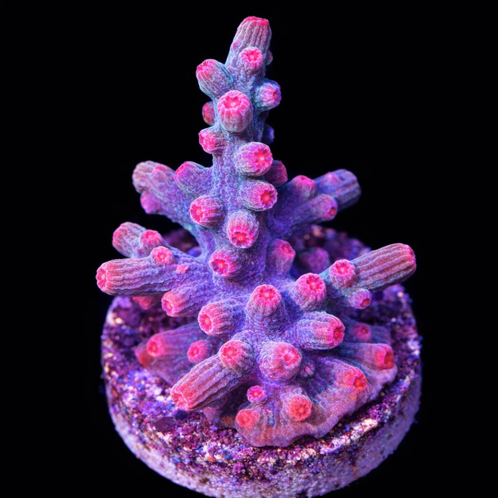 Cyphastrea Pink Belly Branching
