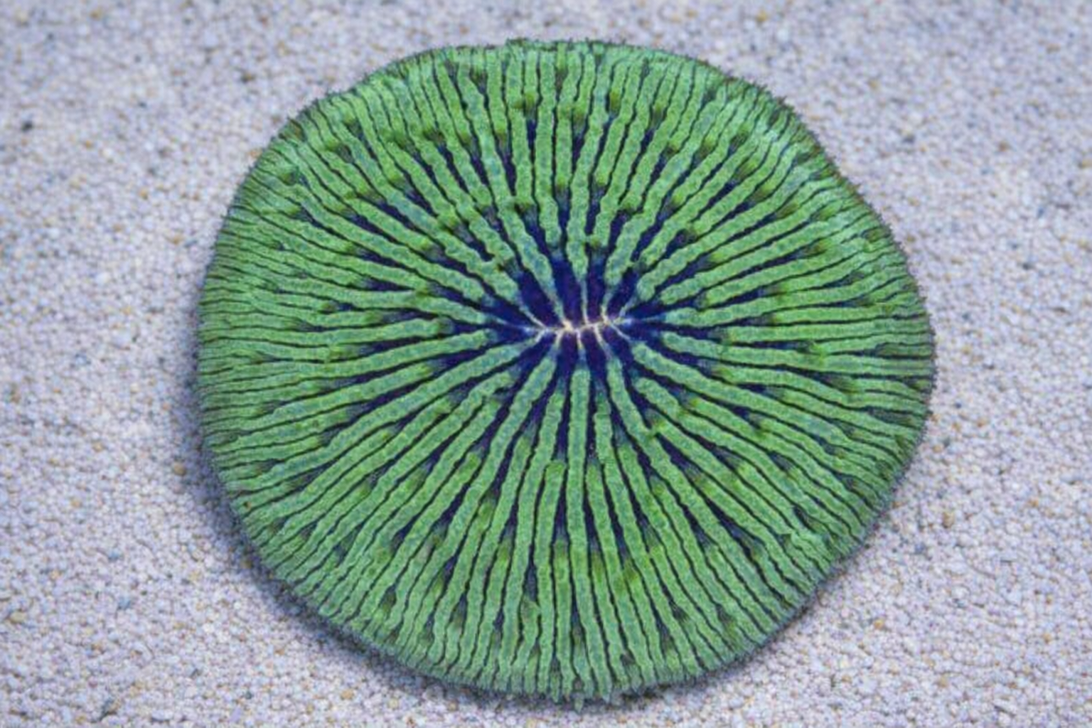 Fungia green & purple