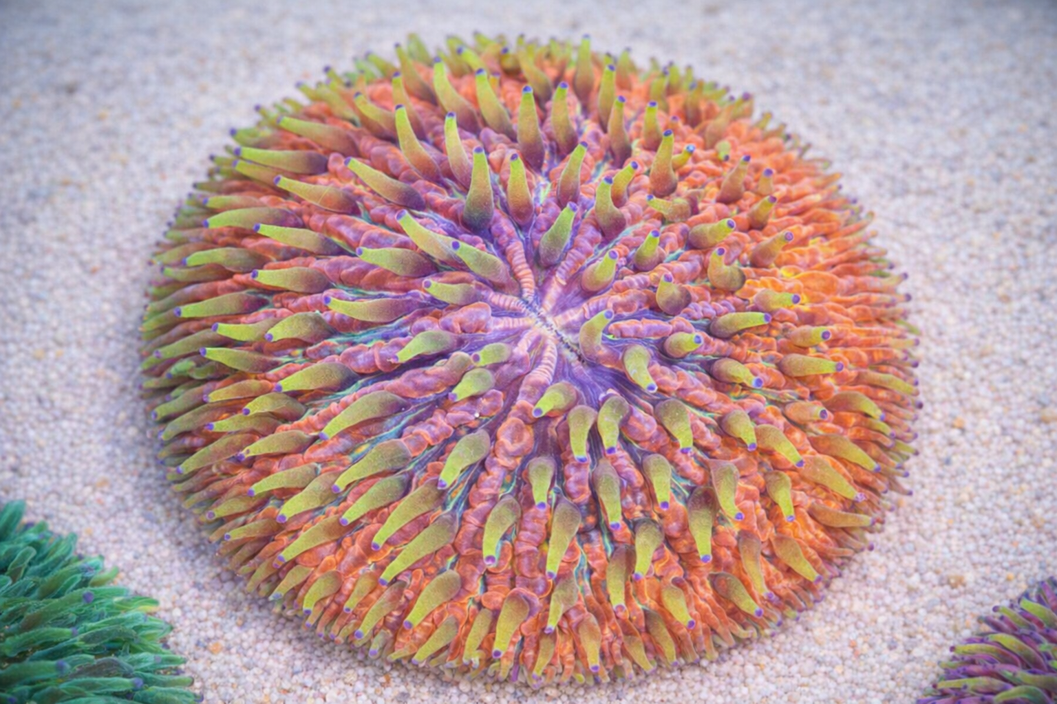 Fungia rainbow