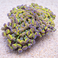 Euphyllia paraancora Hologram