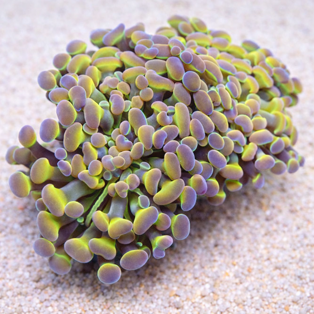 Euphyllia paraancora Hologram
