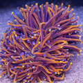Euphyllia glabrescens NY Knicks