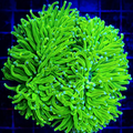 Euphyllia glabrescens Toxic Green
