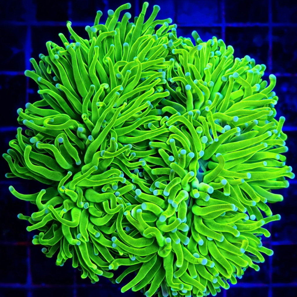 Euphyllia glabrescens Toxic Green