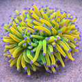 Euphyllia glabrescens Holy Grail