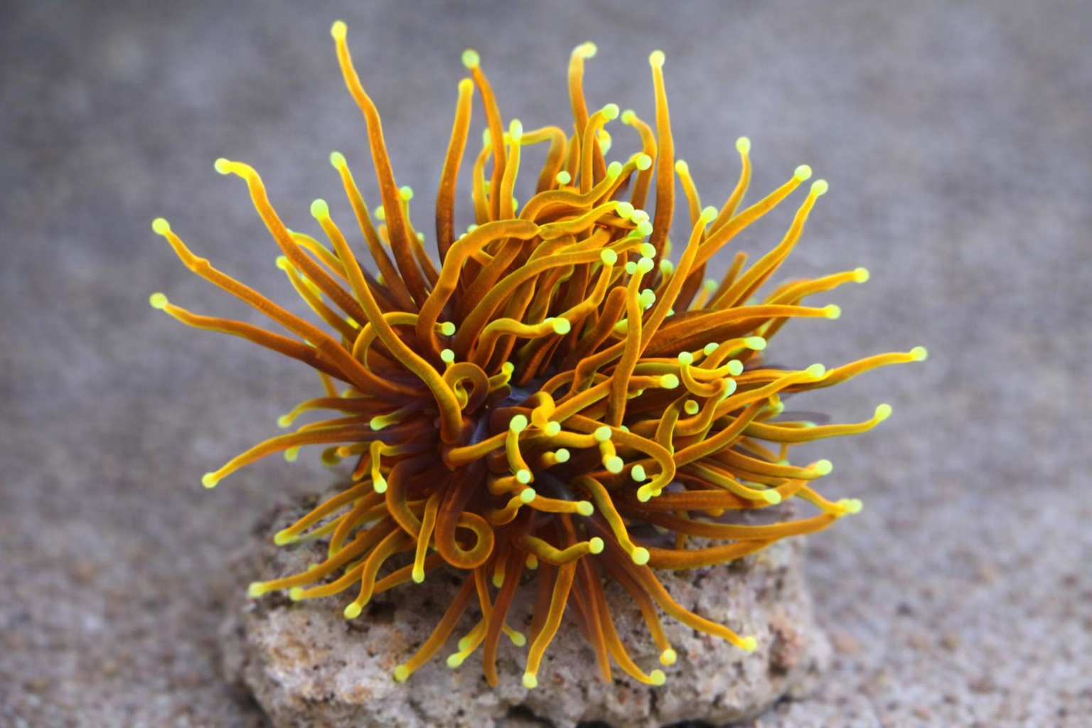 Euphyllia glabrescens Hell Fire