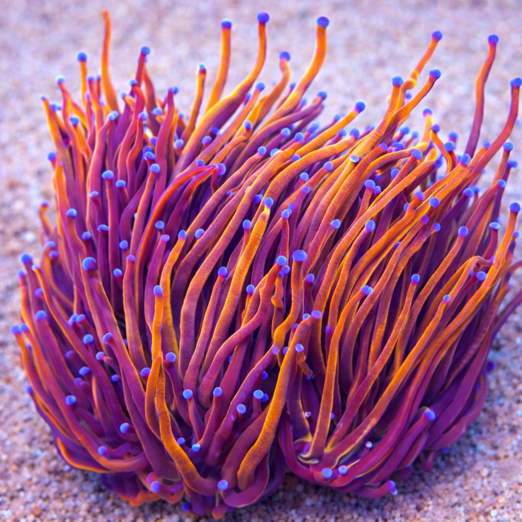 Euphyllia glabrescens Golden Torch
