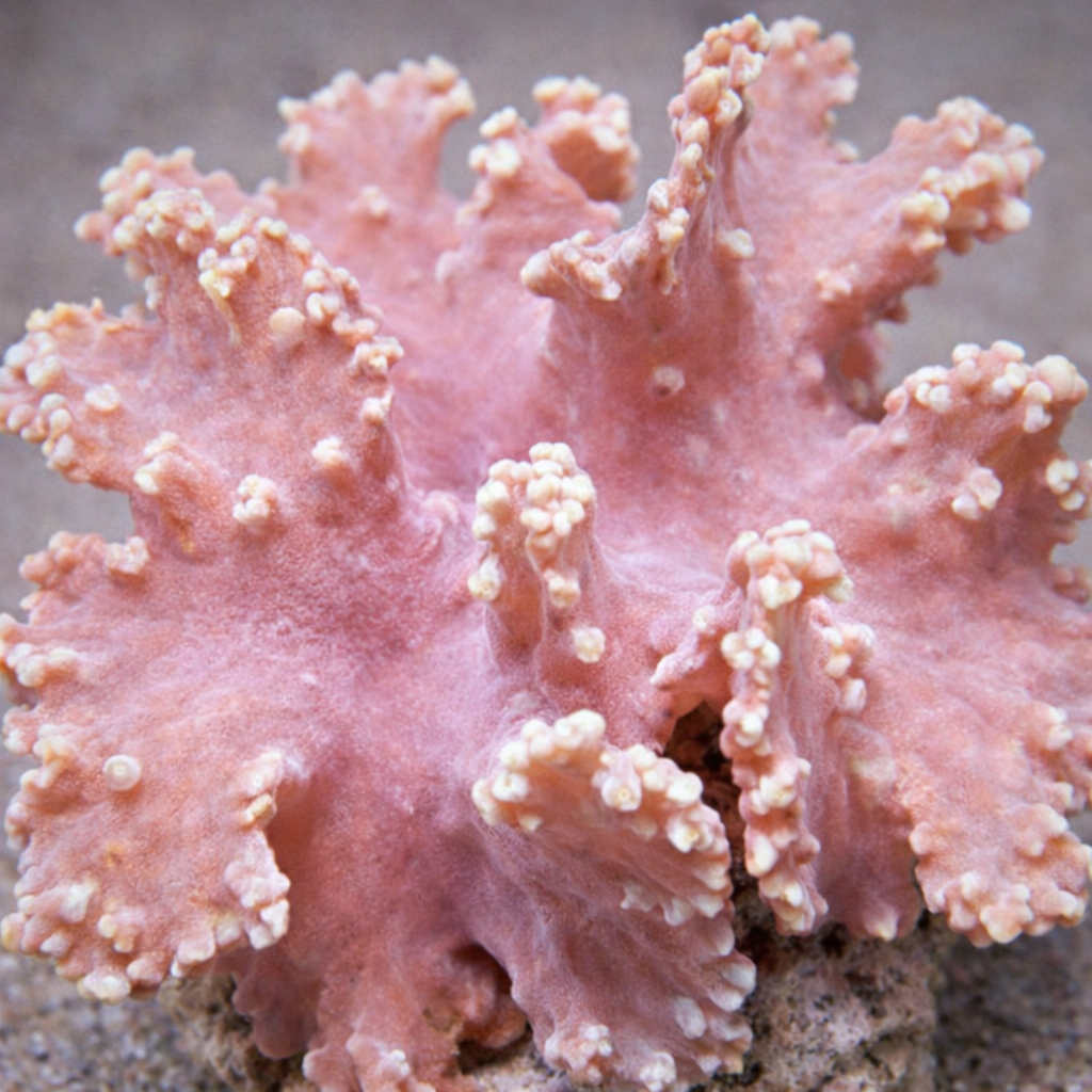 Sinularia brassica pink