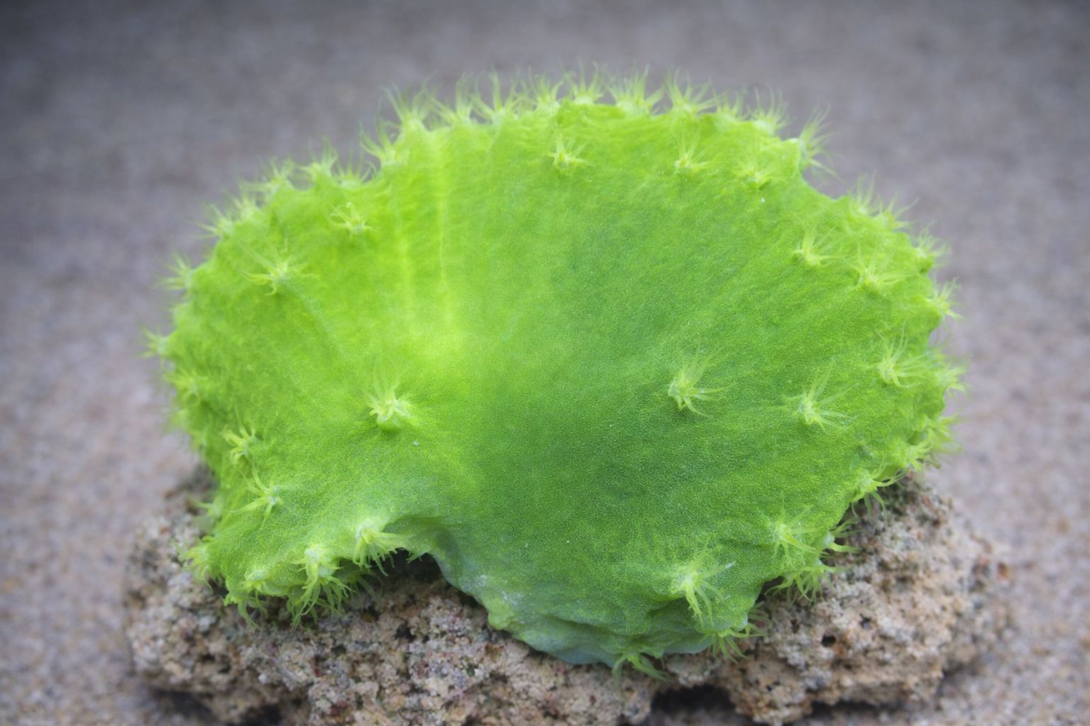 Sinularia brassica green