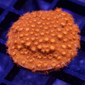 Cyphaststrea Tangerine