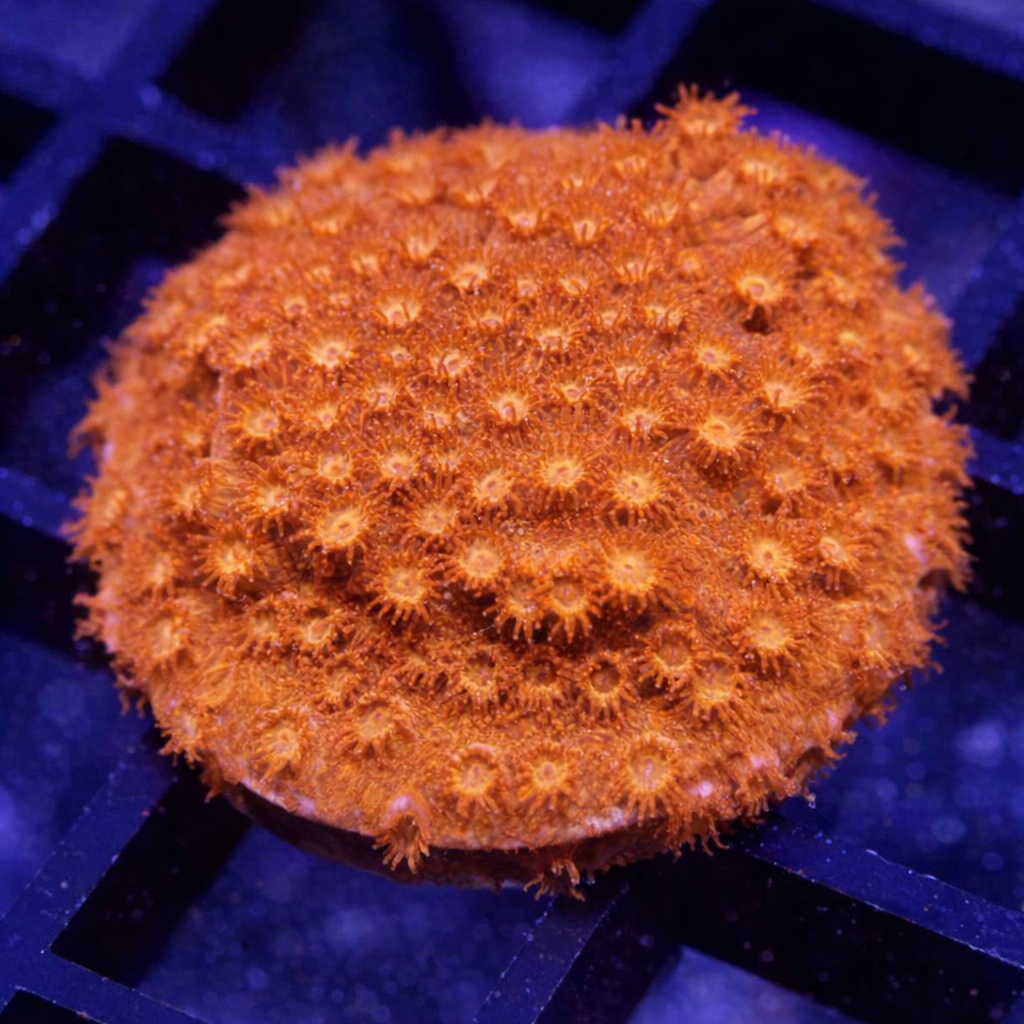 Cyphaststrea Tangerine